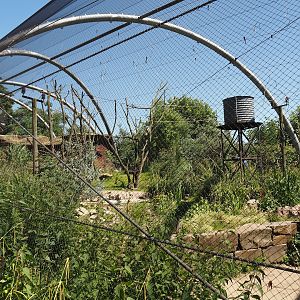 Outback aviary with Yellow-footed rock wallabies and birds, 2024-06-08