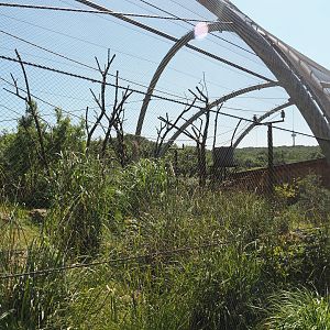 Outback aviary with Yellow-footed rock wallabies and birds, 2024-06-08