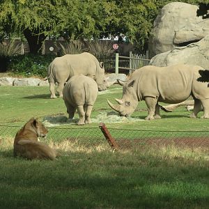 Lion and Rhinos