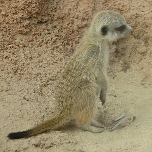 Meerkat Pup