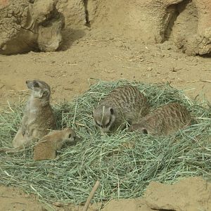 Meerkat Family