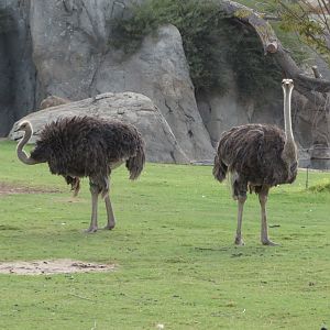 Ostriches