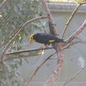 Golden-crowned Myna