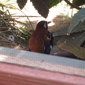 Chestnut-backed Thrush