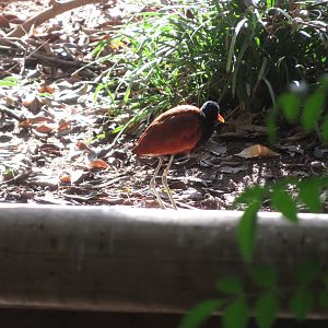 Wattled Jacana