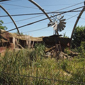 Outback aviary with Yellow-footed rock wallabies and birds, 2024-06-08