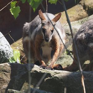 Yellow-footed rock wallaby (Petrogale xanthopus xanthopus), 2024-06-08