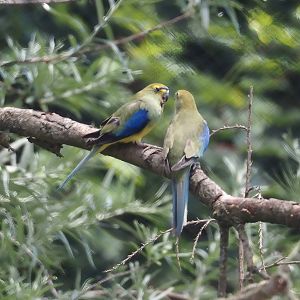 Blue-winged parrot (Neophema chrysostoma), 2024-06-08