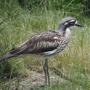 Bush stone-curlew (Burhinus grallarius), 2024-06-08