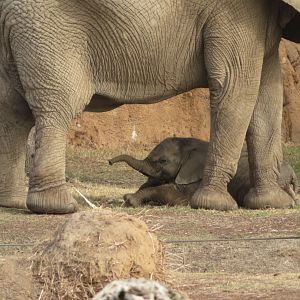 Baby Elephant