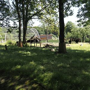 Western Eurasian griffon vulture, Marabou, Helmeted guineafowl, Cameroon sheep and Indian crested porcupine exhibit, 2024-06-08