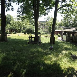 Western Eurasian griffon vulture, Marabou, Helmeted guineafowl, Cameroon sheep and Indian crested porcupine exhibit, 2024-06-08