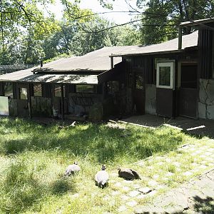 Western Eurasian griffon vulture, Marabou, Helmeted guineafowl, Cameroon sheep and Indian crested porcupine barn, 2024-06-08