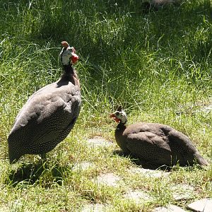 Helmeted guineafowl (Numida meleagris), 2024-06-08