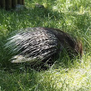 Indian crested porcupine (Hystrix indica), 2024-06-08