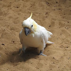 Lesser sulphur-crested cockatoo (Cacatua sulphurea), 2024-06-08