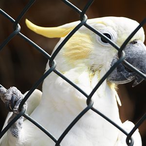 Lesser sulphur-crested cockatoo (Cacatua sulphurea), 2024-06-08