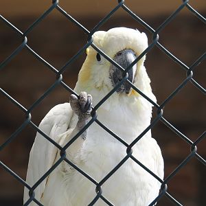 Lesser sulphur-crested cockatoo (Cacatua sulphurea), 2024-06-08