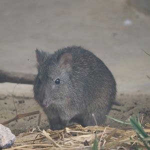 Tasmanian long-nosed potoroo (Potorous tridactylus apicalis), 2024-06-08