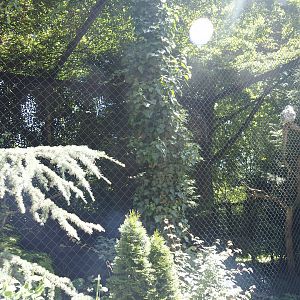 Snowy owl aviary, 2024-06-08