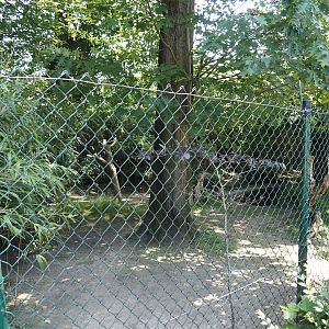 Emu exhibit, 2024-06-08