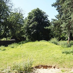 Agile wallaby, Eastern wallaroo and Swamp wallaby exhibit, 2024-06-08