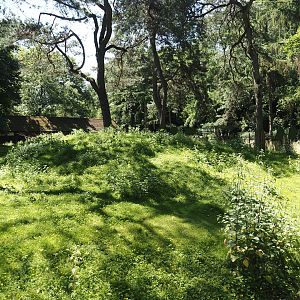 Agile wallaby, Eastern wallaroo and Swamp wallaby exhibit, 2024-06-08