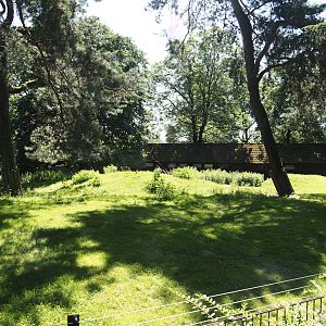 Agile wallaby, Eastern wallaroo and Swamp wallaby exhibit, 2024-06-08