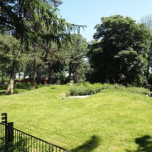 Agile wallaby, Eastern wallaroo and Swamp wallaby exhibit, 2024-06-08