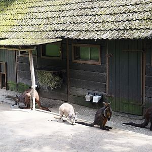 Agile wallaby, Eastern wallaroo and Swamp wallaby in one view, 2024-06-08