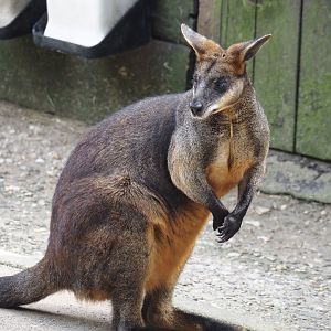 Swamp wallaby (Wallabia bicolor), 2024-06-08