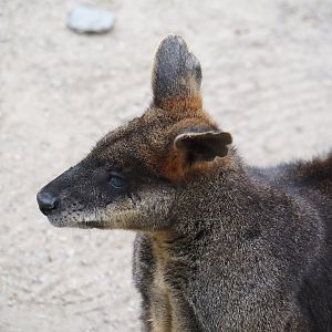 Swamp wallaby (Wallabia bicolor), 2024-06-08