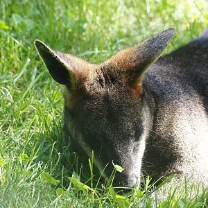 Swamp wallaby (Wallabia bicolor), 2024-06-08
