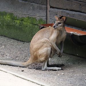 Agile wallaby (Notamacropus agilis), 2024-06-08
