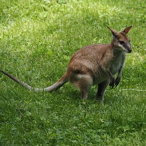 Agile wallaby (Notamacropus agilis), 2024-06-08