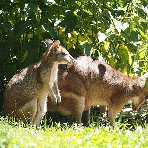 Agile wallabies (Notamacropus agilis), 2024-06-08