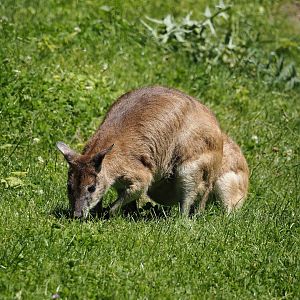 Agile wallaby (Notamacropus agilis), 2024-06-08