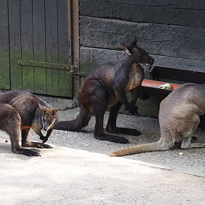 Swamp wallaby (Wallabia bicolor) and Eastern wallaroos (Osphranter robustus robustus), 2024-06-08