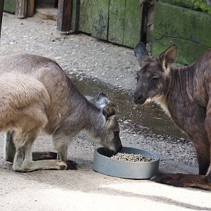 Eastern wallaroos (Osphranter robustus robustus), 2024-06-08