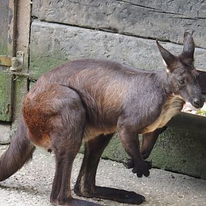 Eastern wallaroo (Osphranter robustus robustus), 2024-06-08