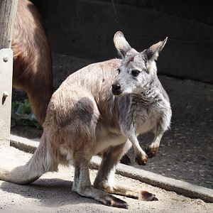 Eastern wallaroo (Osphranter robustus robustus), 2024-06-08