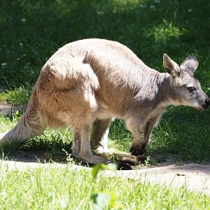 Eastern wallaroo (Osphranter robustus robustus), 2024-06-08
