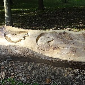 Wood carving re Rosie the penguin, 5th October 2024