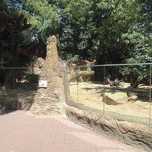 Meerkat exhibit, 2024-06-08