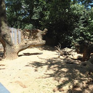 Meerkat exhibit, 2024-06-08