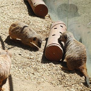 Meerkats (Suricata suricatta) with enrichment feeder, 2024-06-08