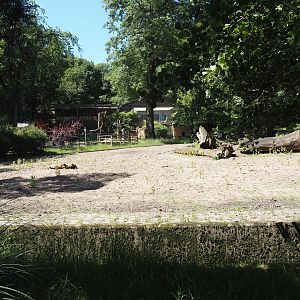 Ankole-Watusi cattle paddock, 2024-06-08