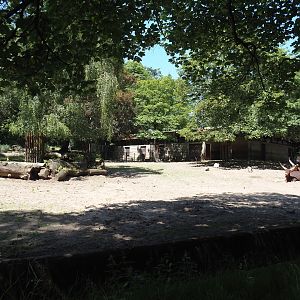 Ankole-Watusi cattle paddock, 2024-06-08