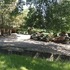 Ankole-Watusi cattle paddock, 2024-06-08