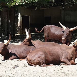 Ankole-Watusi cattle (Bos taurus indicus), 2024-06-08